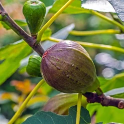 Figuier sur tige - Des figues sans effort