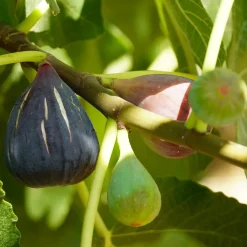Figuier Violette D'Argenteuil - Deux récoltes par an garanties