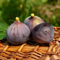 Figuier Violette Dauphine - Deux récoltes de figues par an