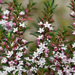 Fleur de cire à longues feuilles - Étoiles parfumées tout l'hiver