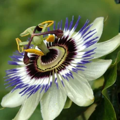 Fleur de la passion (graines) - Une grimpante spectaculaire