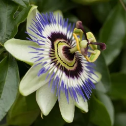 Fleur de la passion (graines) - Une grimpante spectaculaire