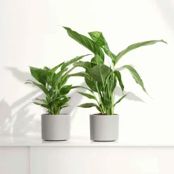 Fleur de lune - Spathiphyllum Pearl Cupido Blanc - Fleurit sans effort