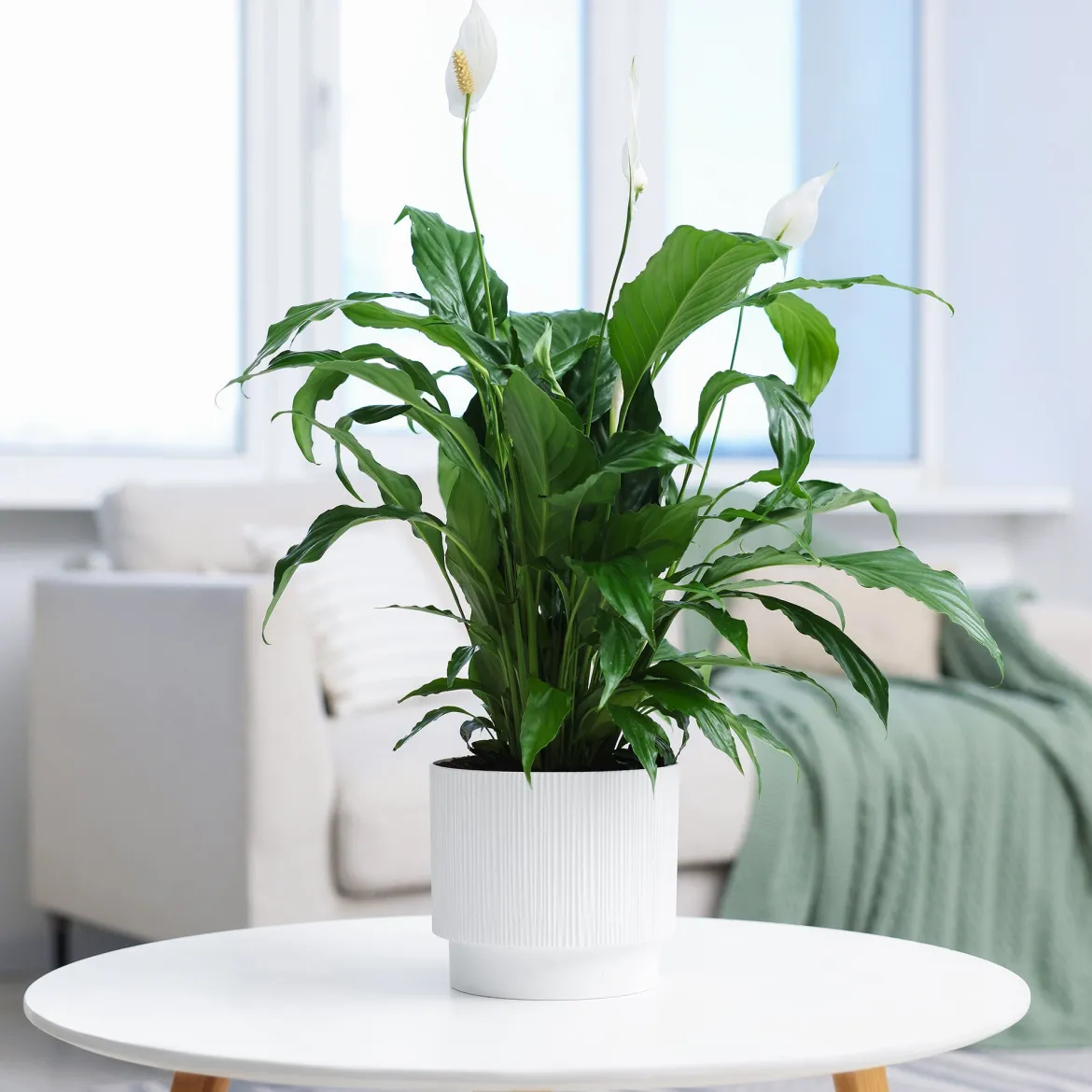 Fleur de lune - Spathiphyllum Pearl Cupido Blanc - Fleurit sans effort