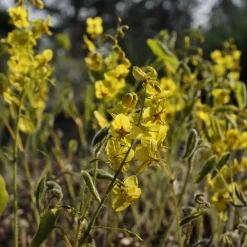 Fleur des elfes - Le tapis parfait sans souci