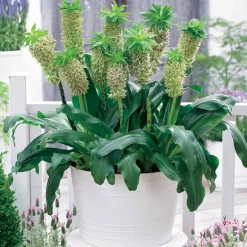 3 Fleurs ananas bicolore - Un ananas fleuri au jardin