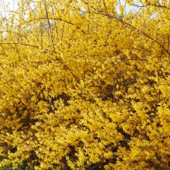 Forsythia Spectabilis - Le jaune qui annonce le printemps