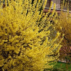 Forsythia Spectabilis - Le jaune qui annonce le printemps