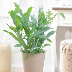 Fougère 'Blue Star' - La fougère bleue déco