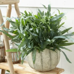 Fougère 'Blue Star' - La fougère bleue déco