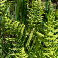 Fougère des marais - Le vert facile en zone humide