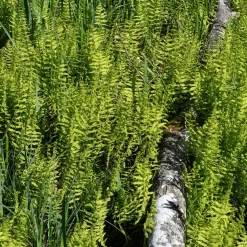 Fougère des marais - Le vert facile en zone humide