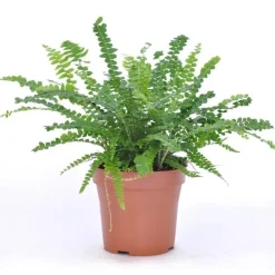Fougère Duffi + cache pot blanc 14 cm. - Parfaite pour la maison ou le jardin