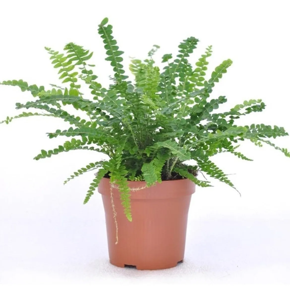 Fougère Duffi + cache pot blanc 14 cm. - Parfaite pour la maison ou le jardin