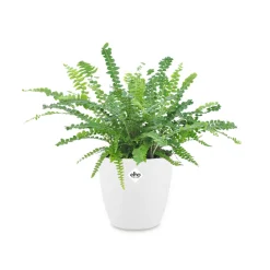 Fougère Duffi + cache pot blanc 14 cm. - Parfaite pour la maison ou le jardin