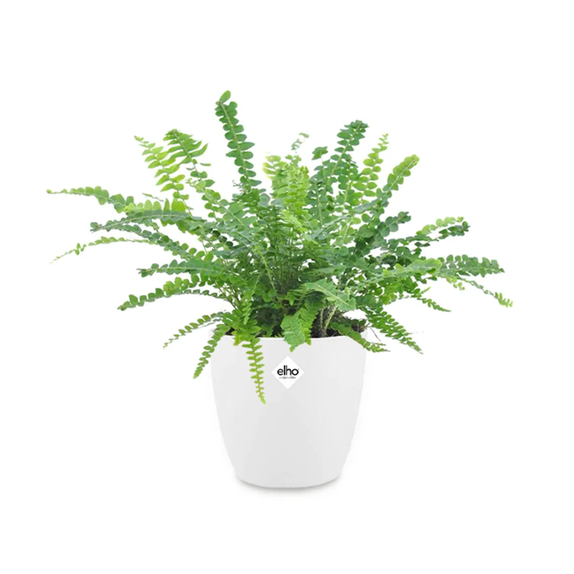 Fougère Duffi + cache pot blanc 14 cm. - Parfaite pour la maison ou le jardin