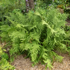 Fougère mâle - Verdure sans effort