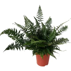 Fougère Polystichum tsussimense - La fougère qui reste belle en hiver