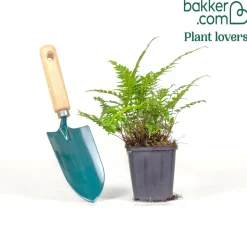 Fougère Polystichum tsussimense - La fougère qui reste belle en hiver