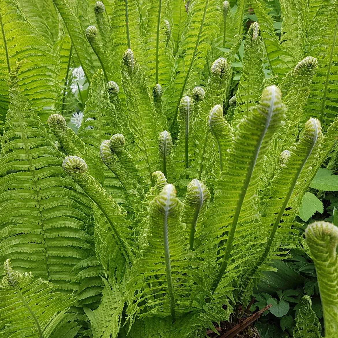2 Fougères Plume d'autruche - Un coin de forêt chez vous