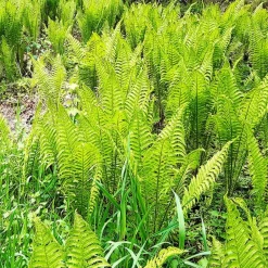 2 Fougères Plume d'autruche - Un coin de forêt chez vous