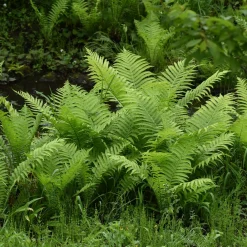 2 Fougères Plume d'autruche - Un coin de forêt chez vous