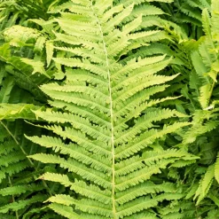 2 Fougères Plume d'autruche - Un coin de forêt chez vous