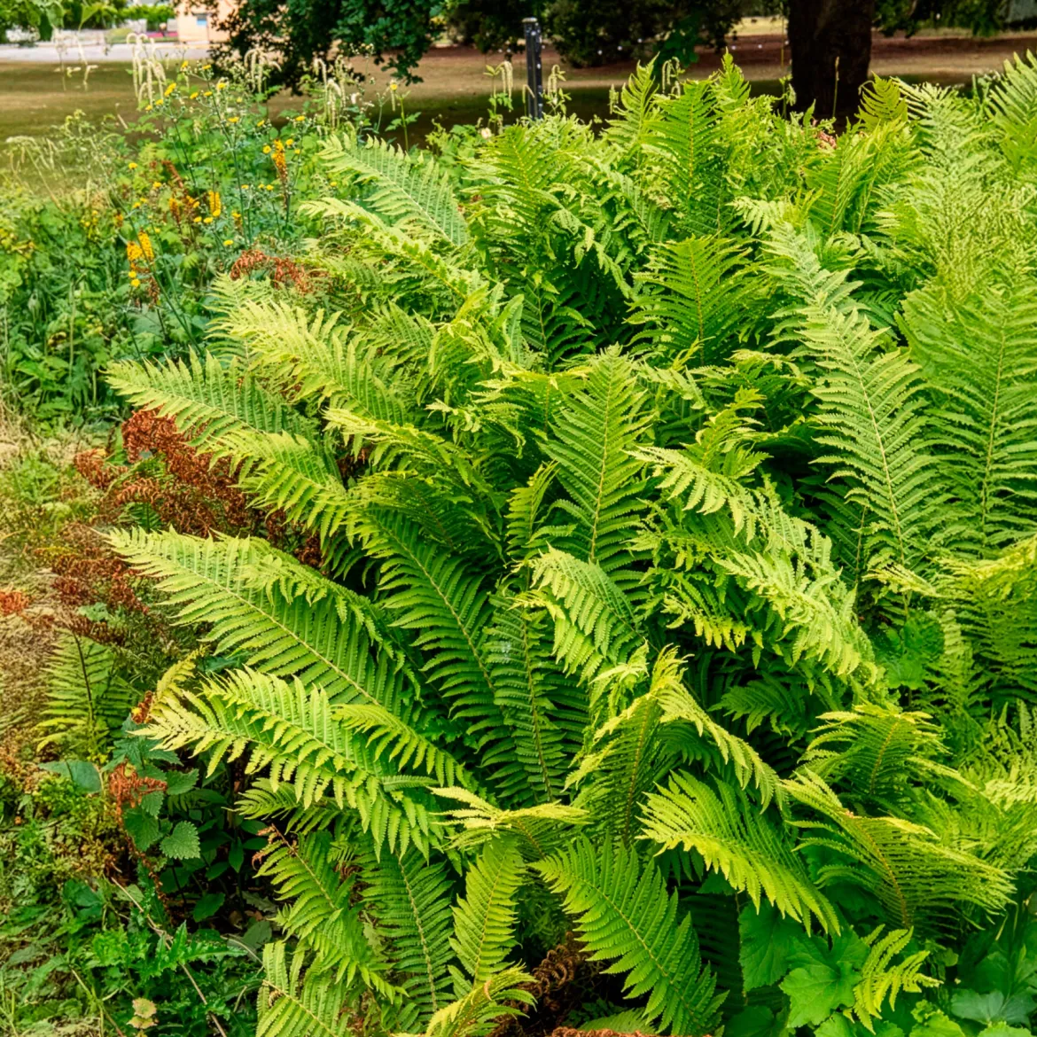 2 Fougères Plume d'autruche - Un coin de forêt chez vous