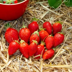 Fraisier Ciflorette - Des fraises sucrées maison