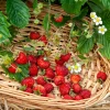 Fraisier des bois Alexandria - Des fraises tout l'été