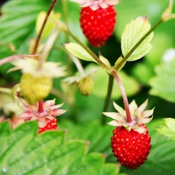 Fraisier des bois Baron Solemacher - Des fraises tout l'été