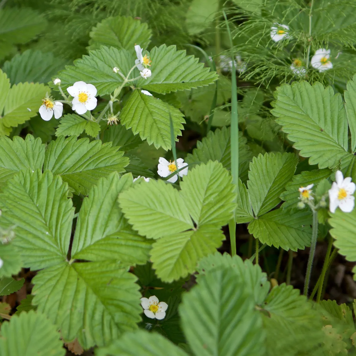 Fraisier des bois Baron Solemacher - Des fraises tout l'été
