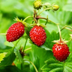 Fraisier des bois - Le vrai goût sauvage