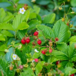 Fraisier des bois - Le vrai goût sauvage