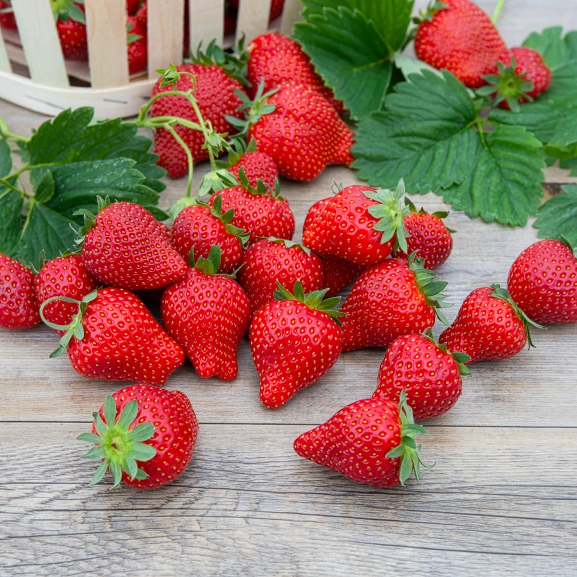 Fraisier Magnum - Des fraises XXL au jardin