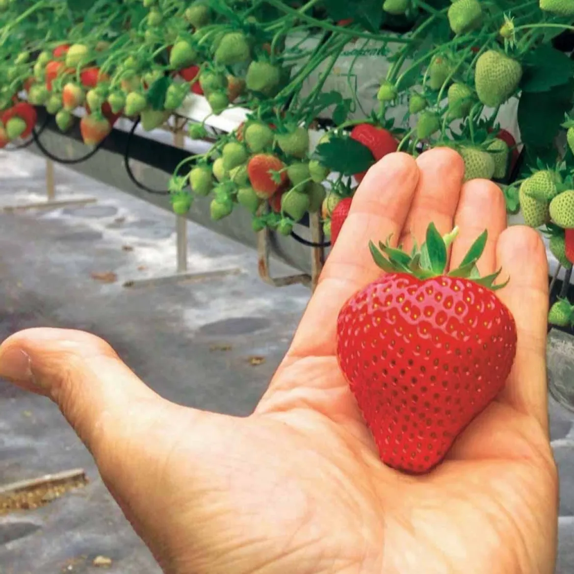 Fraisier Magnum - Des fraises XXL au jardin