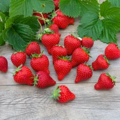 Fraisier Magnum - Des fraises XXL au jardin