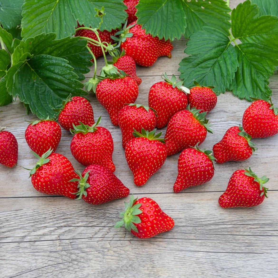 Fraisier Magnum - Des fraises XXL au jardin