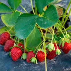 Fraisier remontant Anaïs - Des fraises tout l'été