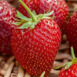 Fraisier remontant Cirafine - Des fraises tout l'été