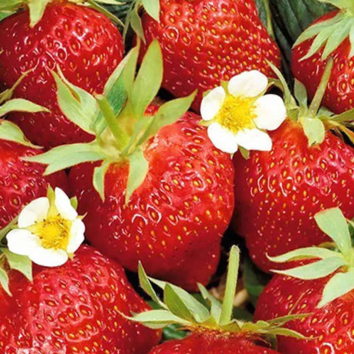Fraisier remontant Ostara - Des fraises tout l'été