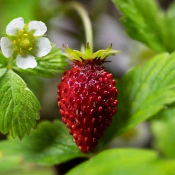 Fraisier remontant Reine des vallées - Des fraises tout l'été
