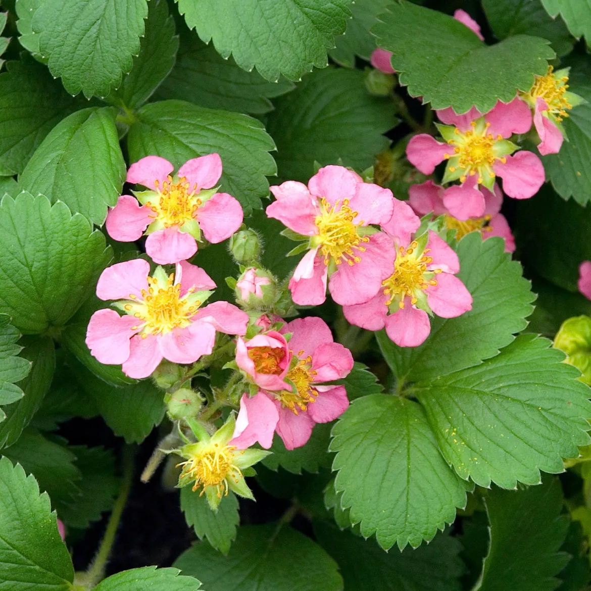 Fraisier rose Pink Panda - Fleurs roses et vraies fraises