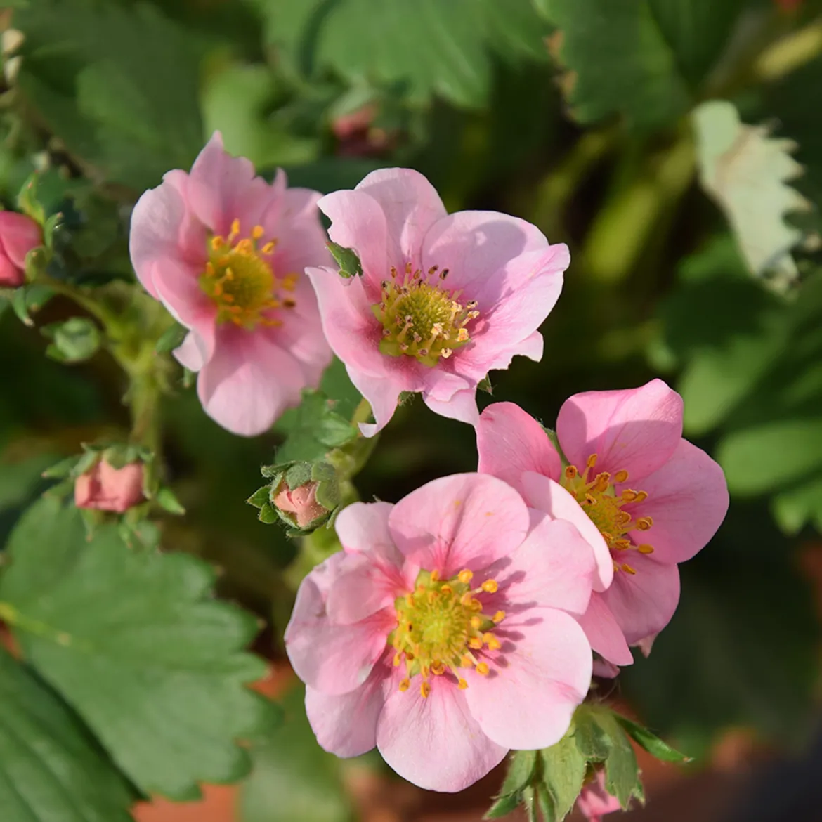 Fraisier rose Pink Panda - Fleurs roses et vraies fraises