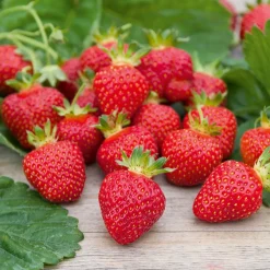 Fraisier Rubis des jardins - Des fraises dès juin