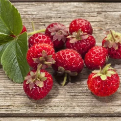 2 Fraisiers Framberry ® - Le goût framboise en fraise