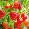 20 Fraisiers non remontants Gariguette - La fraise star de vos printemps