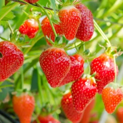 20 Fraisiers non remontants Gariguette - La fraise star de vos printemps