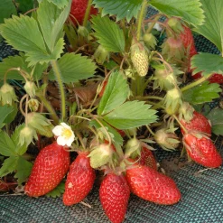 20 Fraisiers non remontants Gariguette - La fraise star de vos printemps