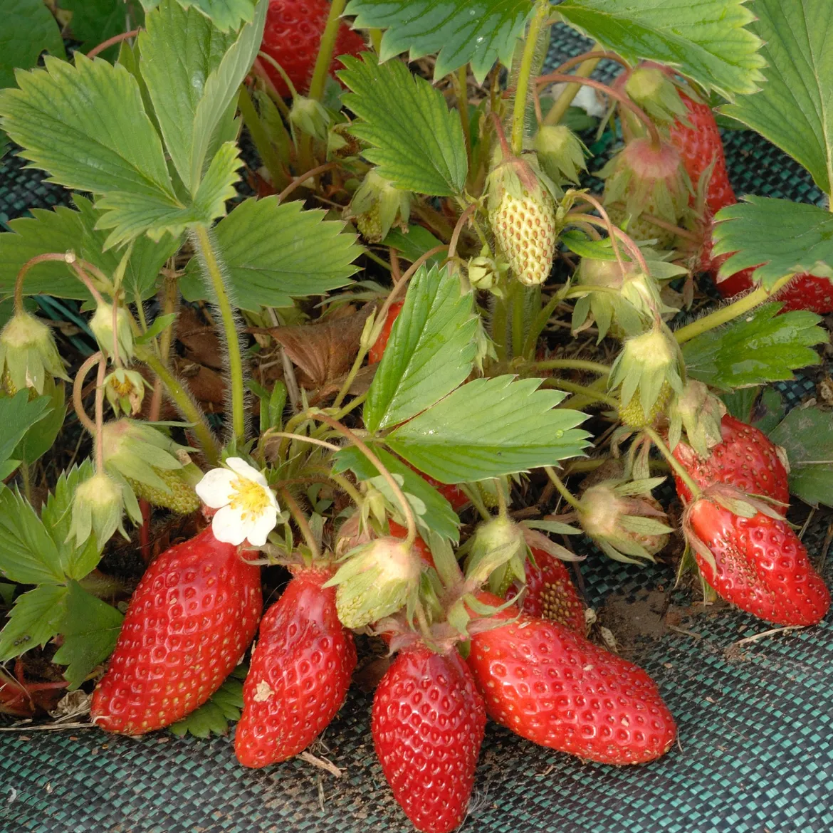 20 Fraisiers non remontants Gariguette - La fraise star de vos printemps